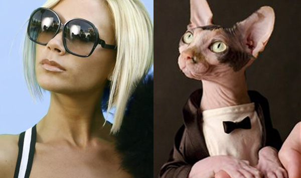 Виктория Бекхэм и кошка породы сфинкс.