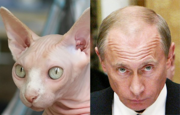Кот и Путин глядят исподлобья