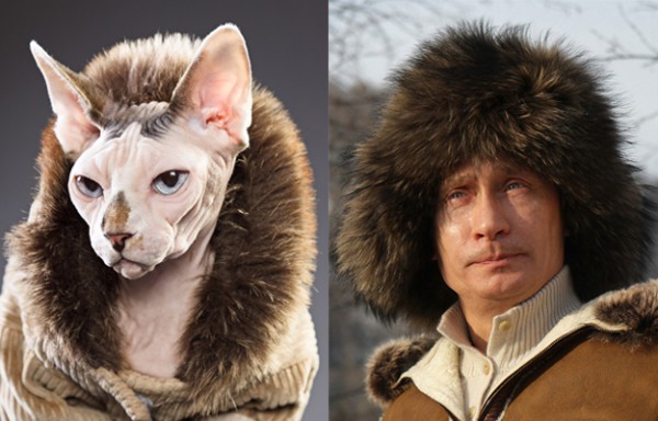 Кот и Путин зимой