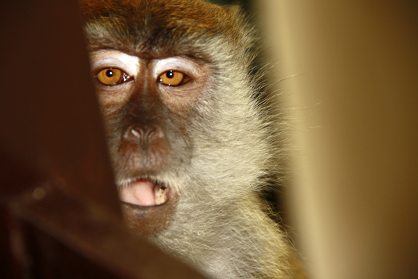 Остров Пангкор. Как вести себя с обезьянами
