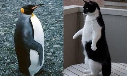 Пингвин и Кот