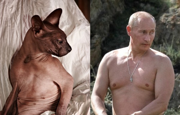 Путин, голый по пояс и котэ