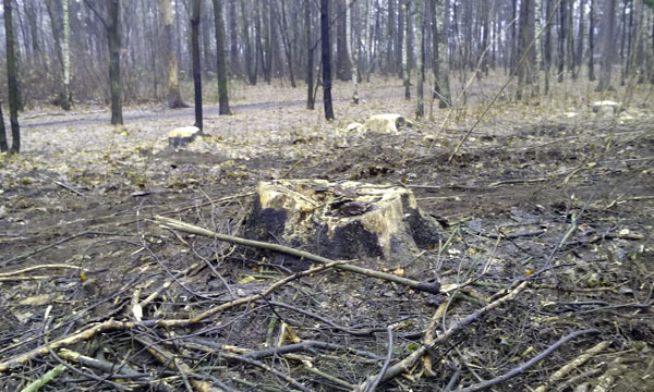 История леса Плоховое