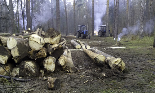 Рубка леса в Малаховке 2014 (3)