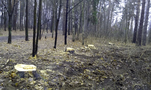 Рубка леса в Малаховке 2014 (6)