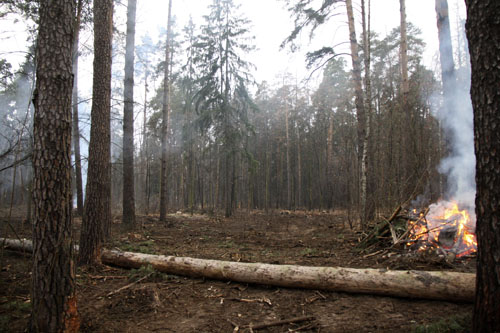 Рубка леса в Малаховке 2014 (7)