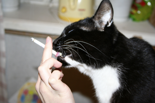 Кто-научил-кота-курить.jpg