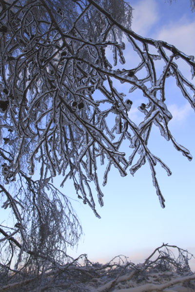  Ледяной-дождь-в-Малаховке-2.-©-Фото-Светланы-Доможировой.jpg