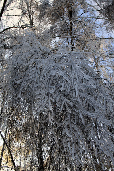 Ледяной дождь в Малаховке 2010 - фото Светланы Доможировой 1