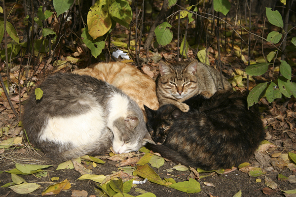 День-кота-Коты-в-осенних-листьях.jpg