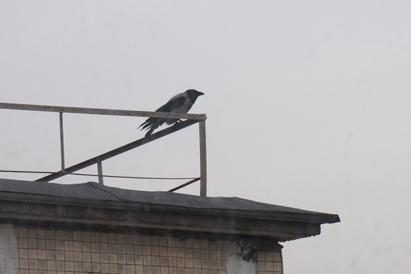 ворона на крыше